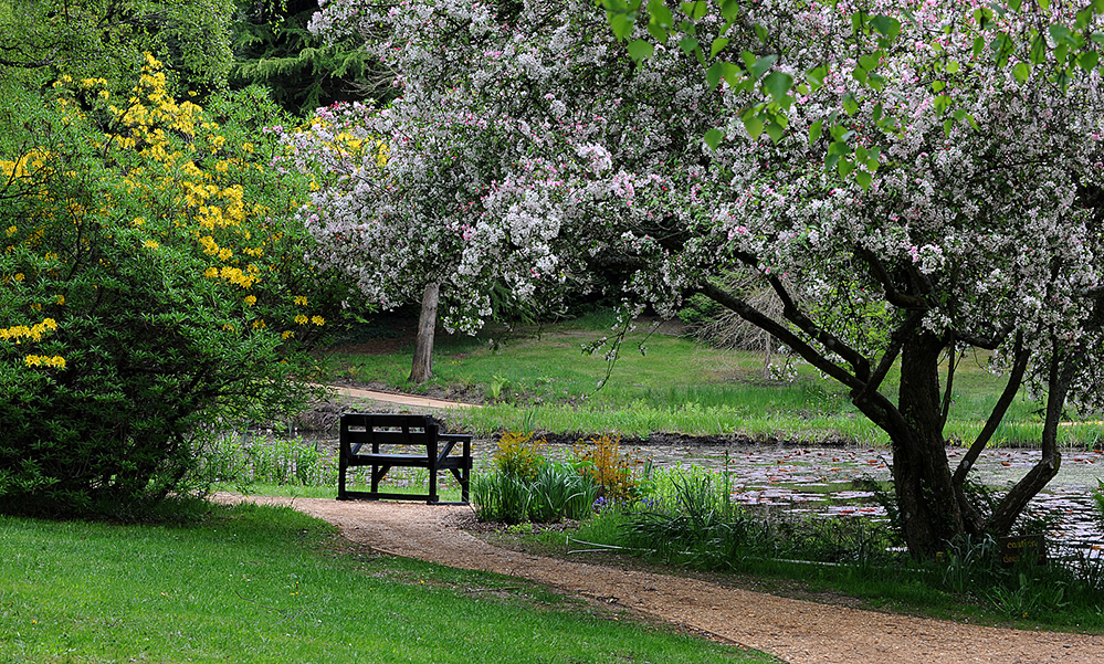 Furzey Gardens New Forest Bench and Blossom